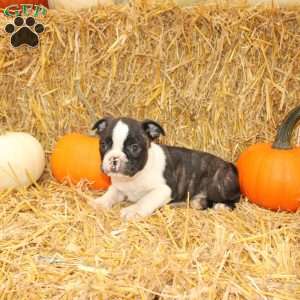 Justin, Boston Terrier Puppy